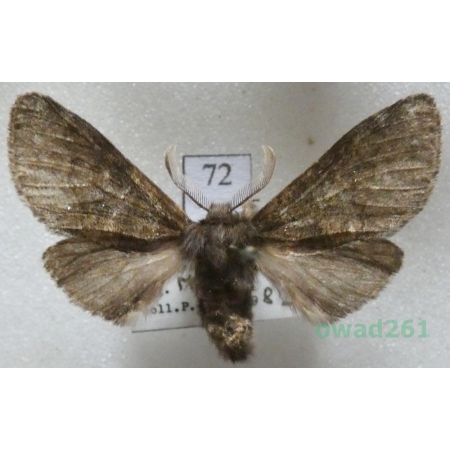 Gluphisia crenata (Esper, 1785) male Czech72